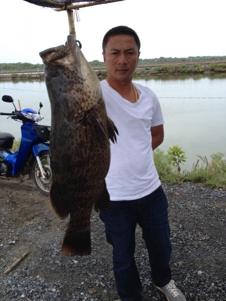 Up..บ่อพี่ ส.ทตุ่ ลงปลาแล้ว  ครับ ..Up