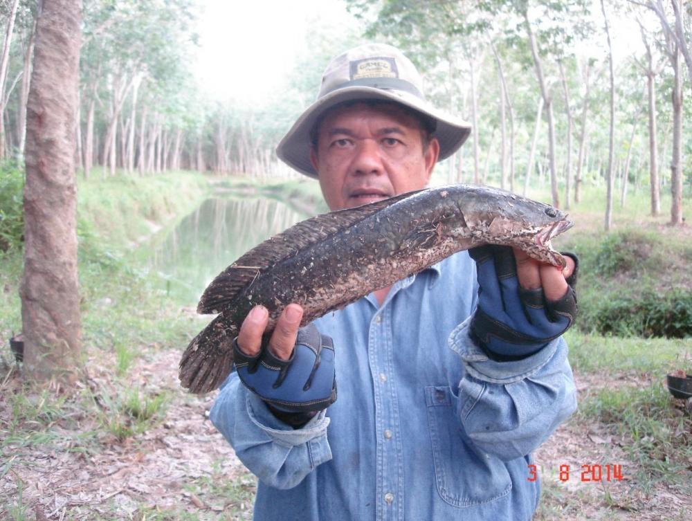 การกลับมาของกบหยดน้ำ..ขอจัดหนักสักที