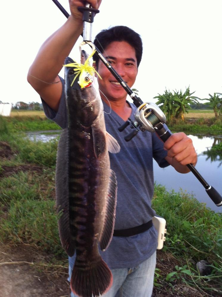 นานๆมาที สรุปแบบรวมๆแล้วกันนะครับช่อน ชะโด กระสูบ กระพง เก๋า มากันครบ