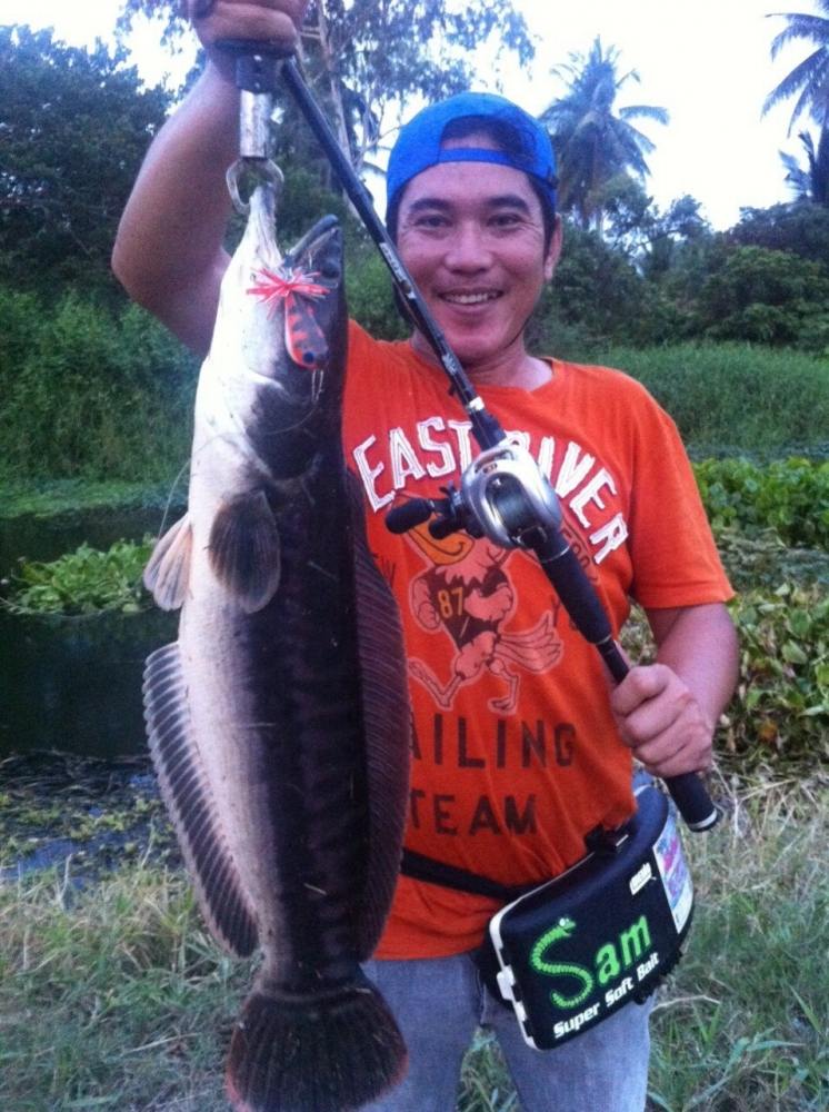 นานๆมาที สรุปแบบรวมๆแล้วกันนะครับช่อน ชะโด กระสูบ กระพง เก๋า มากันครบ