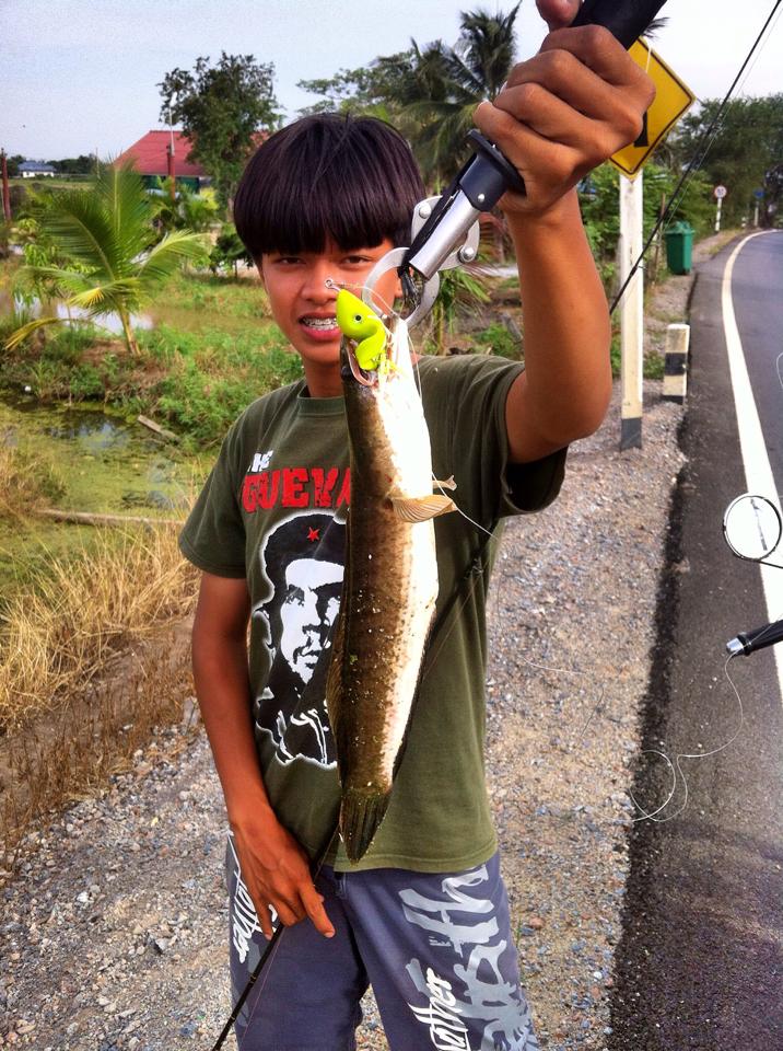 ส่งสาย .... กบยาง 