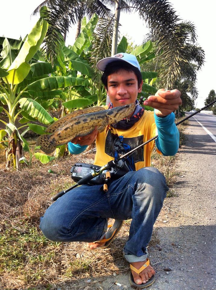 ส่งสาย .... กบยาง 