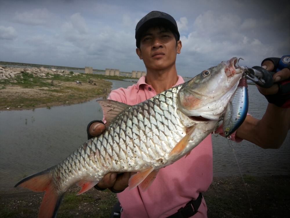 กระสูบใหญ่เขื่อนป่าสัก