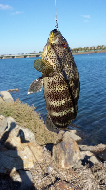 ตกปลาเวลาน้ำลง ที่ San Diego River รวมๆ