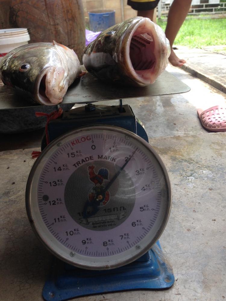 กระสูบบ้านๆ2