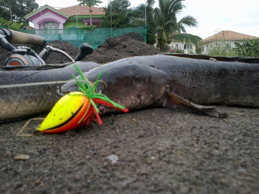 ผลงาน ของหยดน้ำ SnakeHead Angler Club