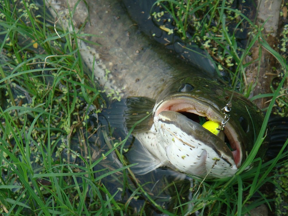 ผลงาน ของหยดน้ำ SnakeHead Angler Club