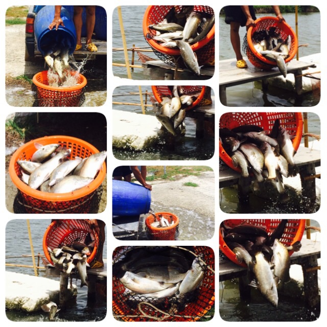 บ่อน้องพลอย2 เปิดให้บริการ วันอาทิตย์ ที่17 สิงหาคม 2557