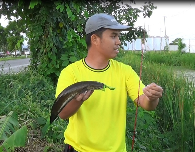 ช่อนน้อยในดงสาหร่าย