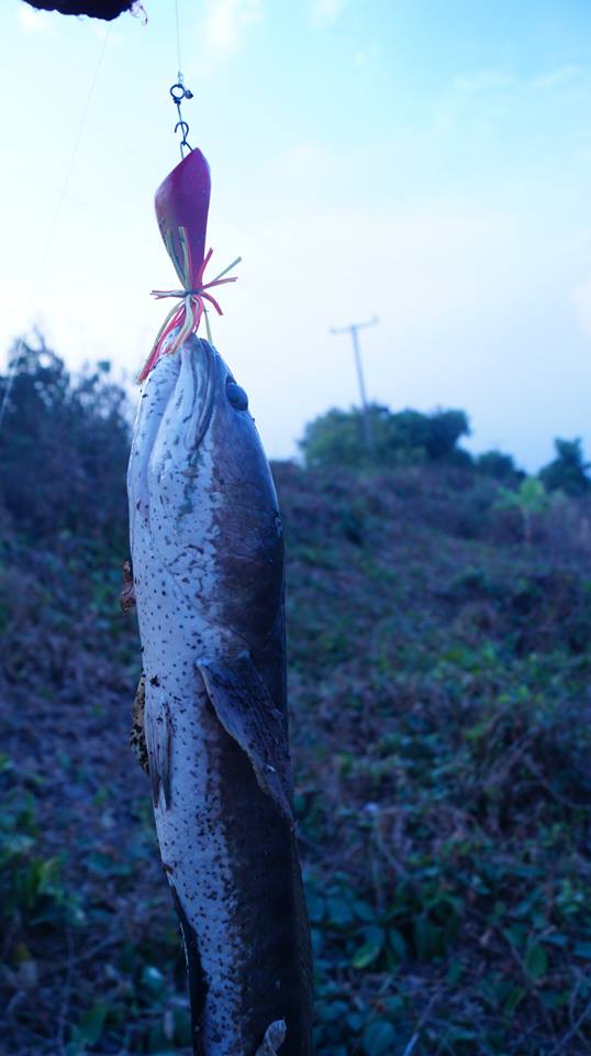 หลังแอ่น4.5