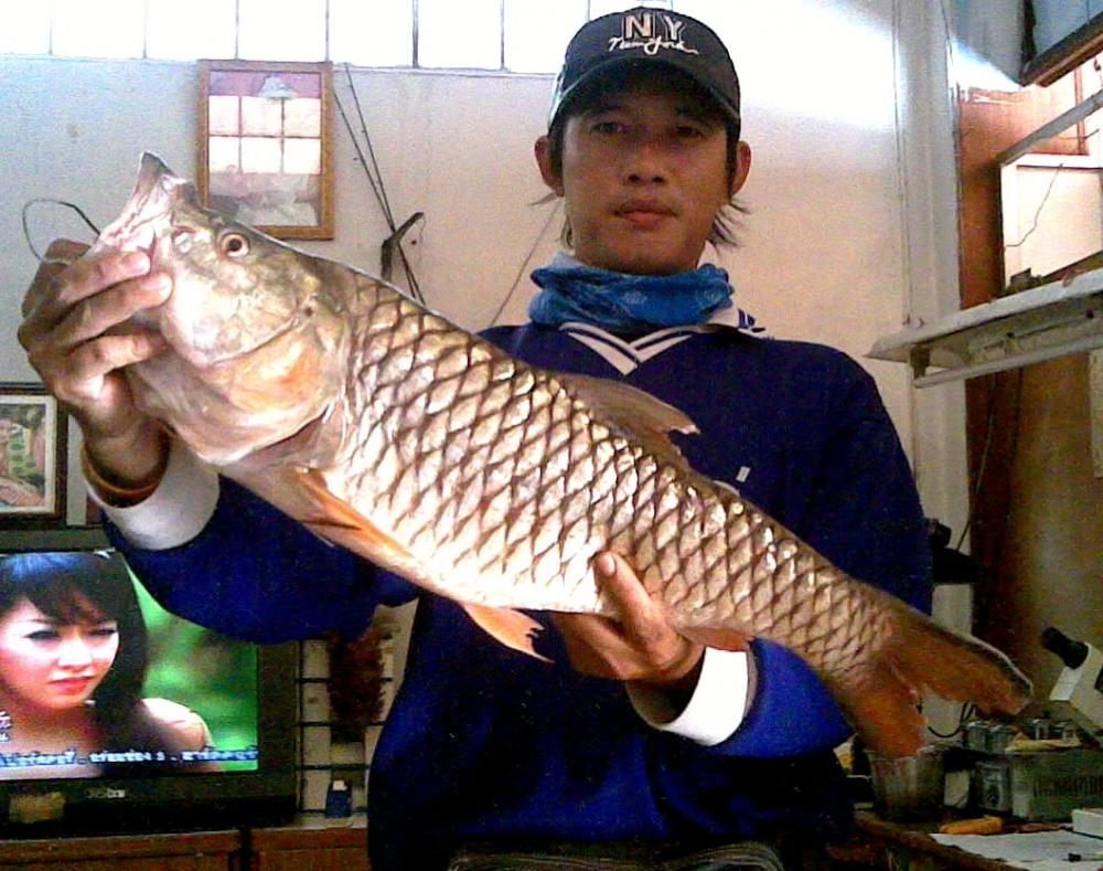 ตัวนี้ครับใหญ่ที่สุด.....ในชีว