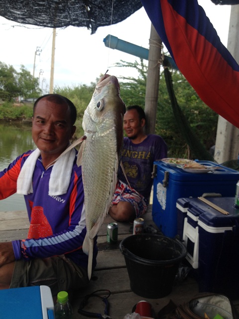 ตกเห็ดโคนสุดท้ายที่ชะโด