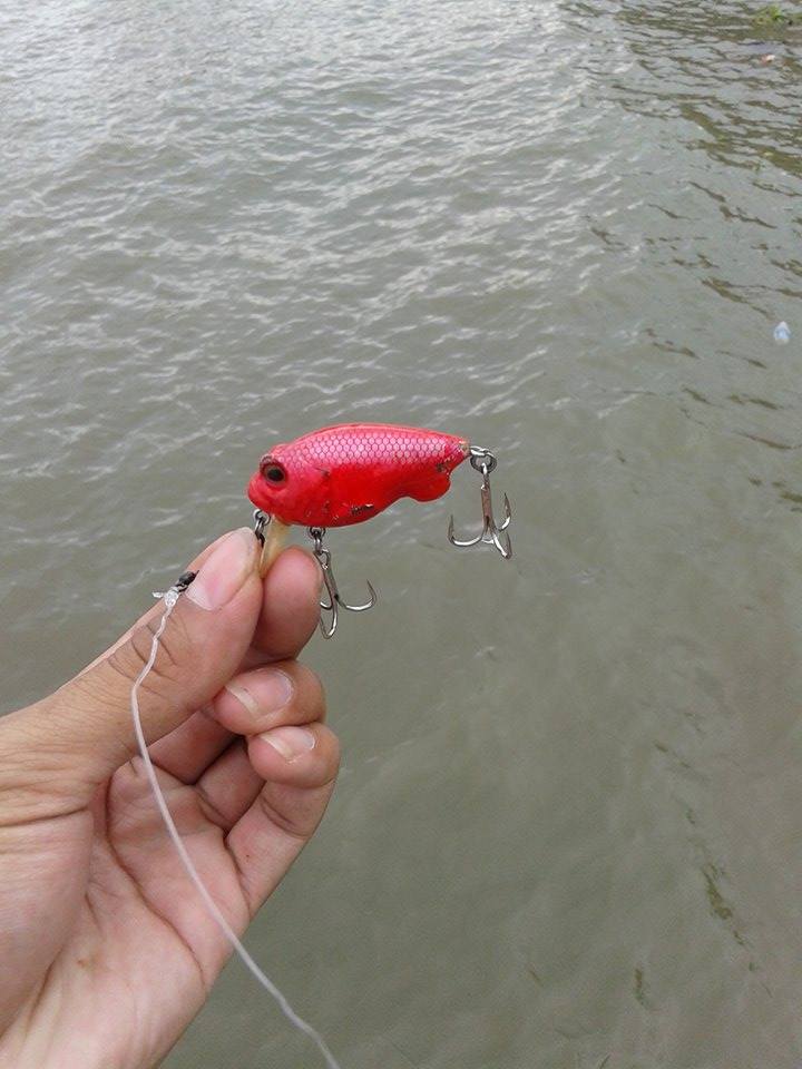 ตีปลาช่อนแม่น้ำ