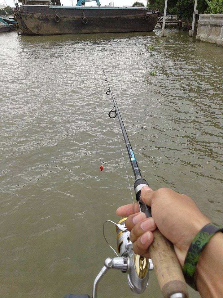 ตีปลาช่อนแม่น้ำ