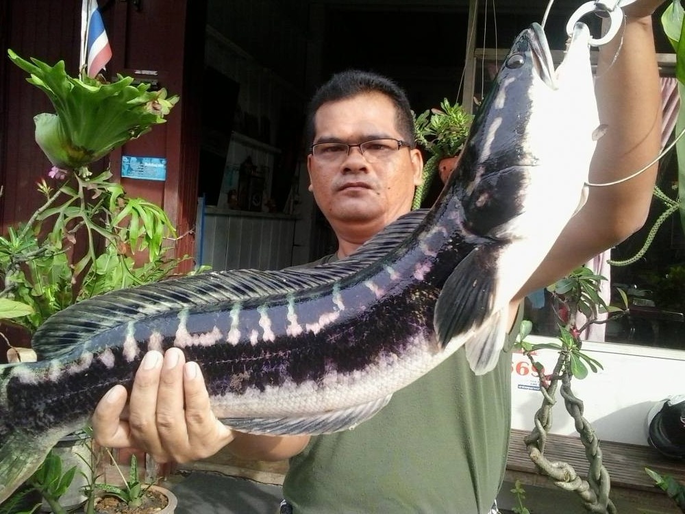 ชะโดแก้มลิงตราด
