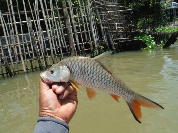 กระสูบแม่น้ำเจ้าพระยา 2 