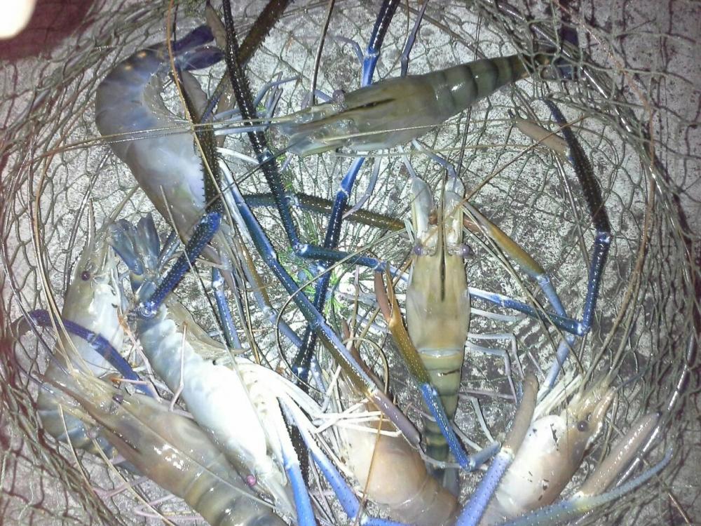 เรื่องกุ้งๆผสมกุเลา 55555555