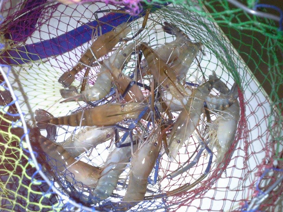 เรื่องกุ้งๆผสมกุเลา 55555555