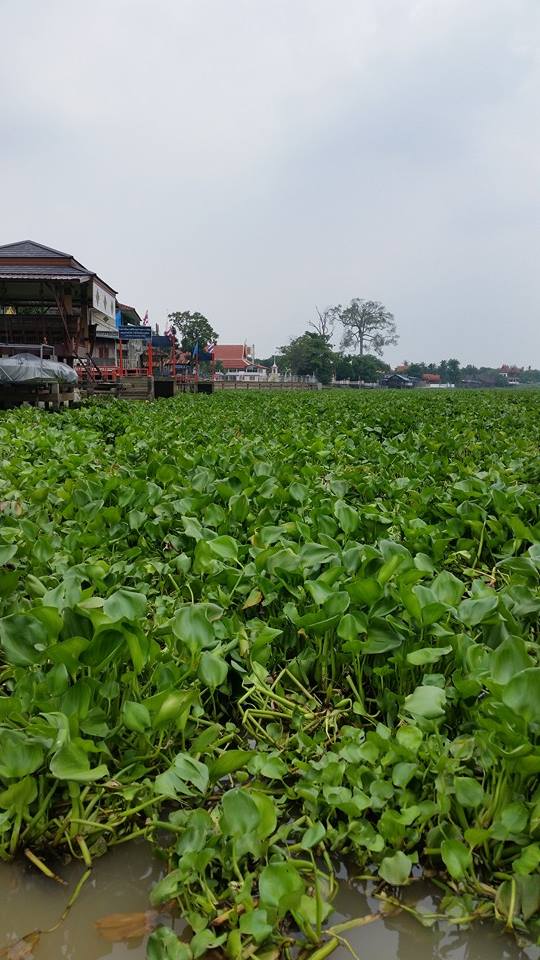 ลุยสวะที่เจ้าพระยา