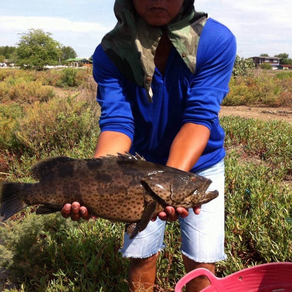 บ่อเรือโบราณ ลงปลาเก๋า วันนี้ (ใกล้เปิดบริการ)