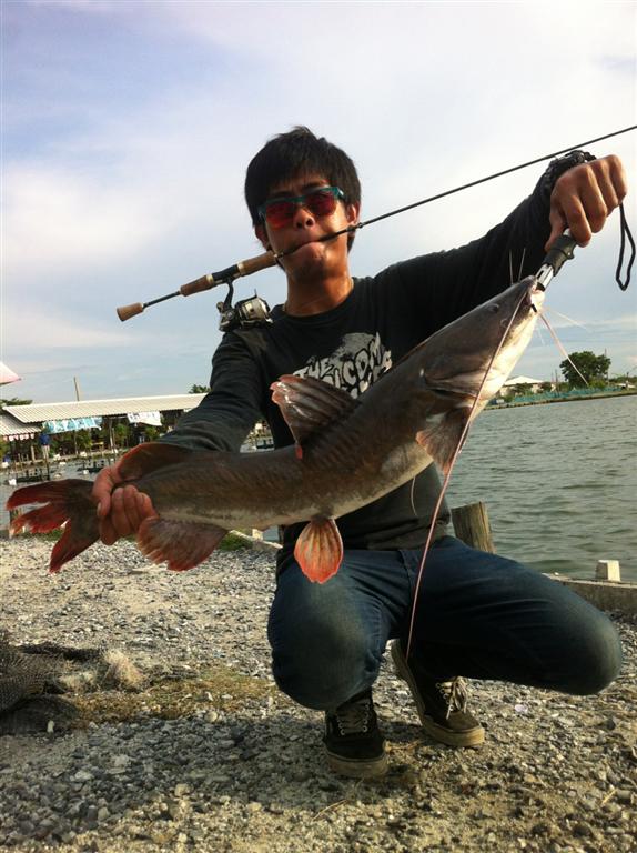 < ULTRALIGHT FISHING.> Barramundi & Asian redtail catfish 