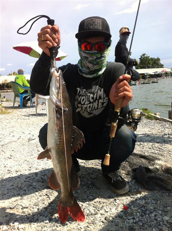 < ULTRALIGHT FISHING.> Barramundi & Asian redtail catfish 