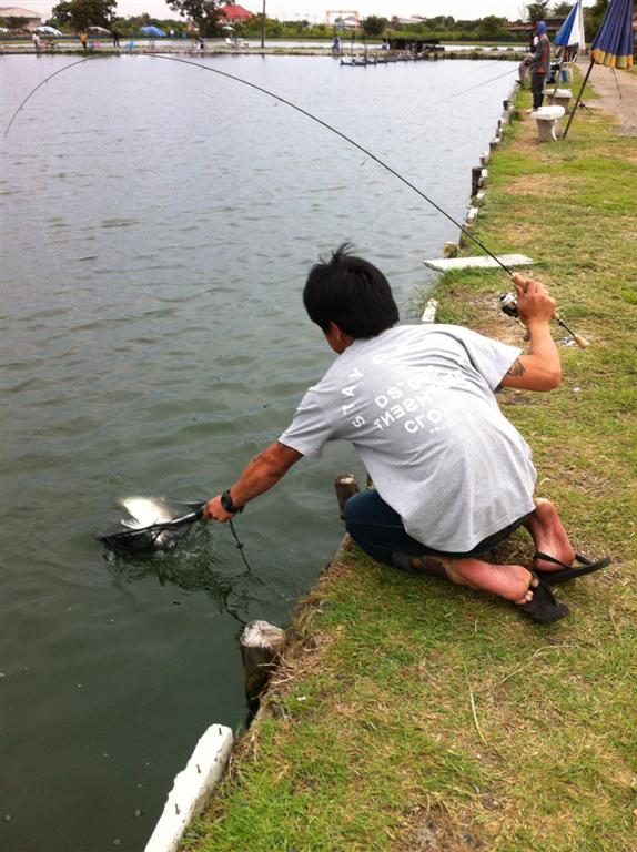 < ULTRALIGHT FISHING.> Barramundi & Asian redtail catfish 