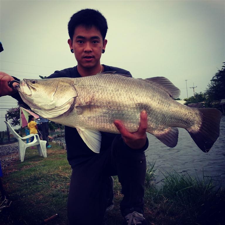 < ULTRALIGHT FISHING.> Barramundi & Asian redtail catfish 