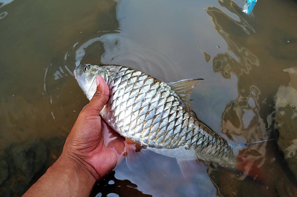 ...... ถล่มวัง ปลาแม่น้ำ ! Chaophaya River Red สุดมันส์ ....