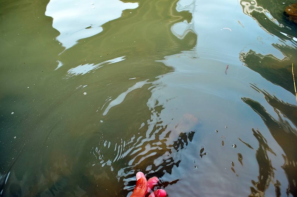 ...... ถล่มวัง ปลาแม่น้ำ ! Chaophaya River Red สุดมันส์ ....