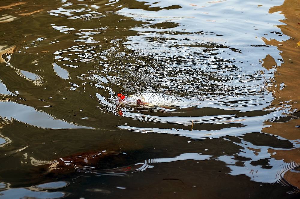 ...... ถล่มวัง ปลาแม่น้ำ ! Chaophaya River Red สุดมันส์ ....