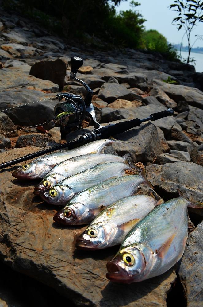 ...... ถล่มวัง ปลาแม่น้ำ ! Chaophaya River Red สุดมันส์ ....