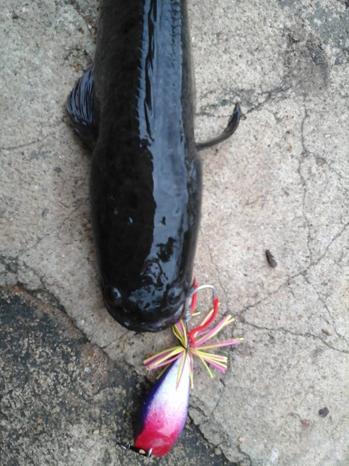 ลองกรอดู8