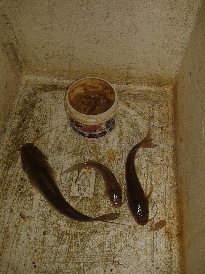 ปลากดจร้า ปลากด