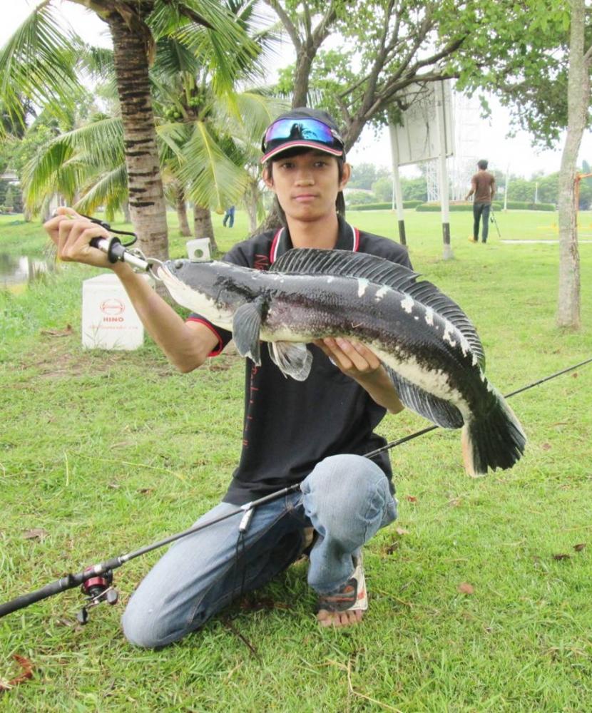 วันอาทิตย์ กับชะโด บุ่งตาหลั่ว KORAT อีกแล้ว