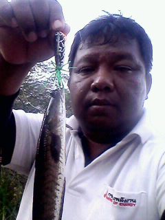 ช่อนรวมโนนสูงที่โคราช
