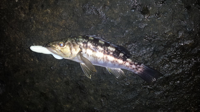 หมายเดียวทั้งปลาทั้งกุ้ง ที่ Mission Bay