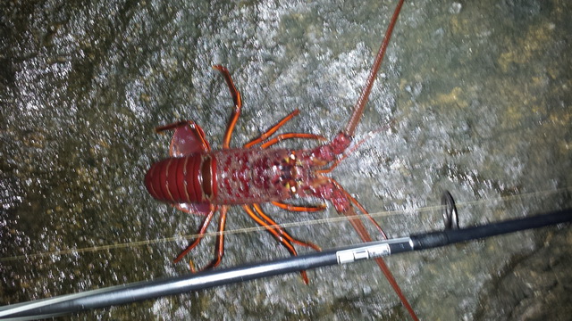 หมายเดียวทั้งปลาทั้งกุ้ง ที่ Mission Bay
