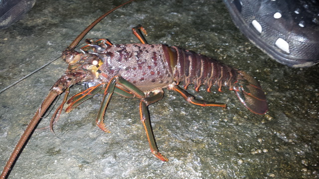 หมายเดียวทั้งปลาทั้งกุ้ง ที่ Mission Bay