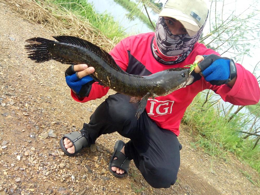 สายเอเซีย ยังมีปลาช่อน อยู่ๆ