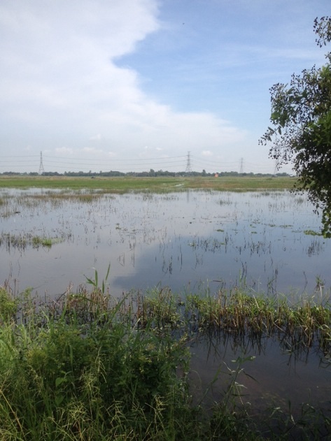 ตีช่อนวันหยุด(คลองจิก-บางปะอิน)
