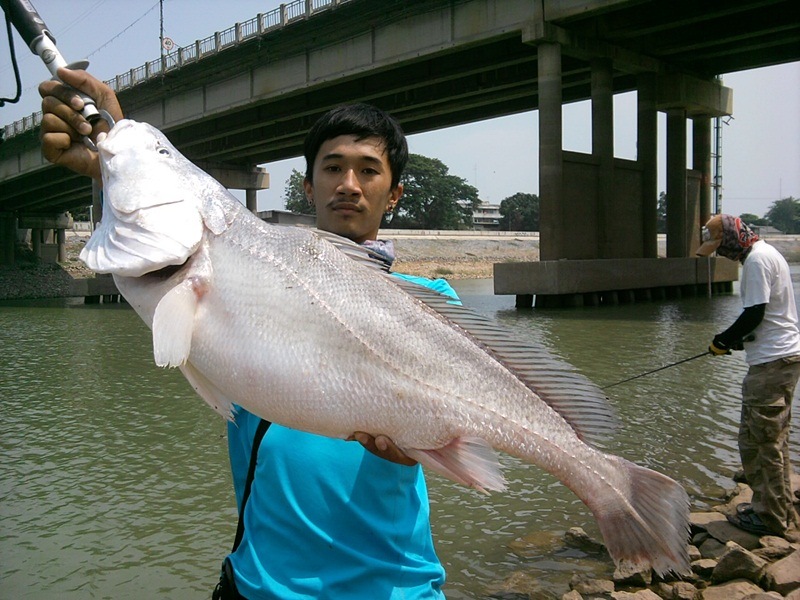 ..... คิดถึงจัง ^^ มหาศาล ปลาแม่น้ำ เจ้าพระยาสุดมันส์ ANGTHONG .....