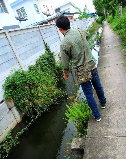 ล่าช่อนคลอง