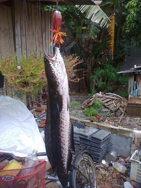 ลองกรอดู 9