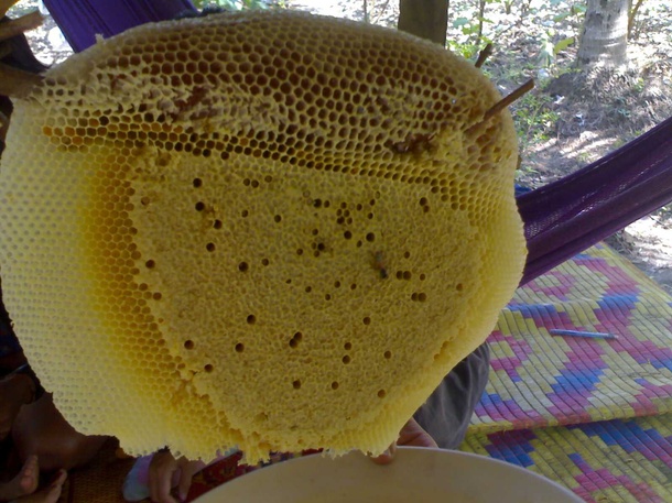น้ำผึ้งแท้100% มีวีธีการดูยังไงกัน ????