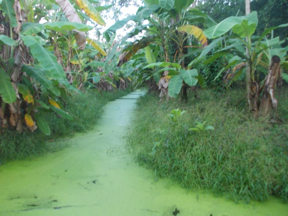 กบยางกำมะลอ Frog สีเหลือง กับหมายลับ หัวโต ตัวรีบ ไม่รู้ มันจะรีบไปไหน เอาพอมัน 