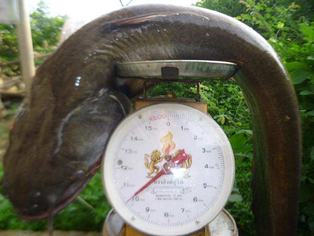 ปลาบรรพตมาอีกแล้วคร๊าบพี่น้อง