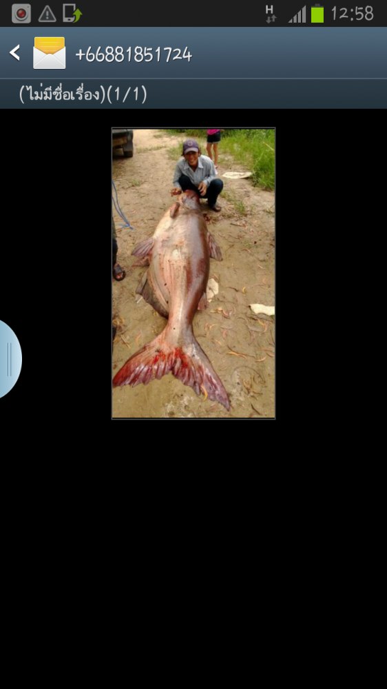 ปลาบึกไซร์ 200โล ปลาช่อนไซร์โลอัพเพียบ เมืองเอก รังสิต