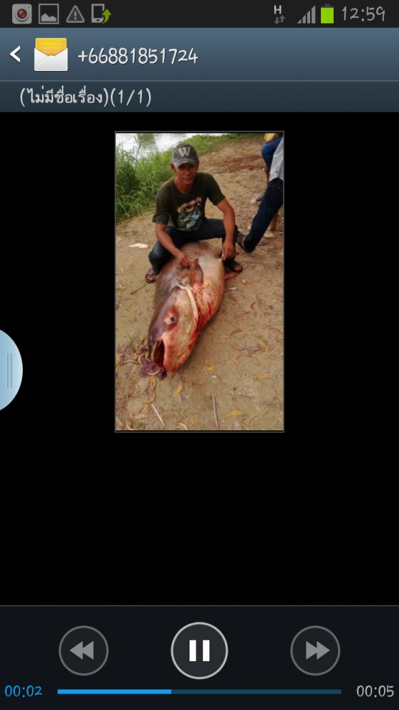 ปลาบึกไซร์ 200โล ปลาช่อนไซร์โลอัพเพียบ เมืองเอก รังสิต