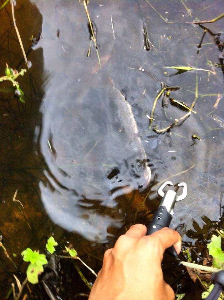 Texas Rig 